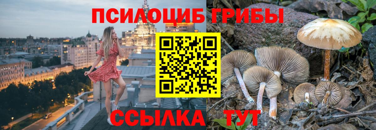Галлюциногенные грибы Psilocybe Краснокаменск